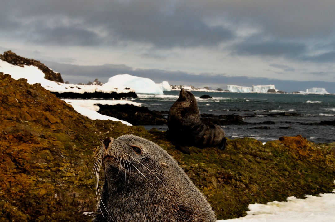 Photo Overweight seal